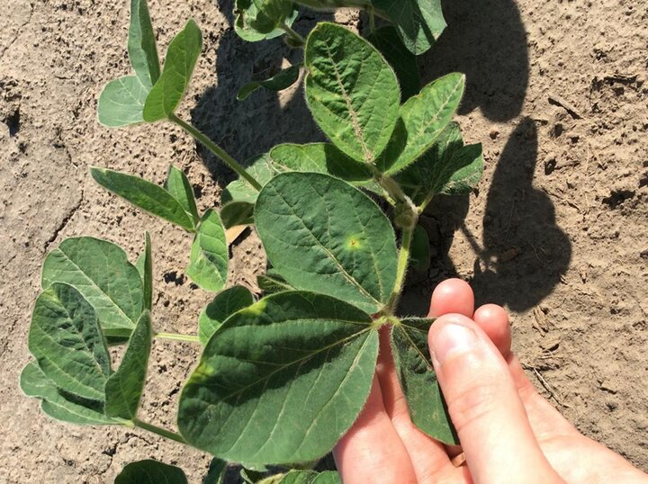 Soybean injury