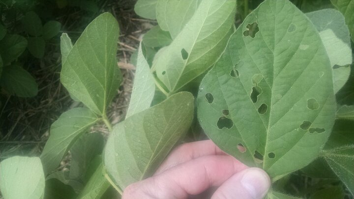 Soybean defoliation