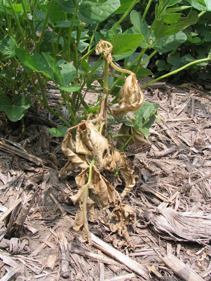 Phytophthora in soybean