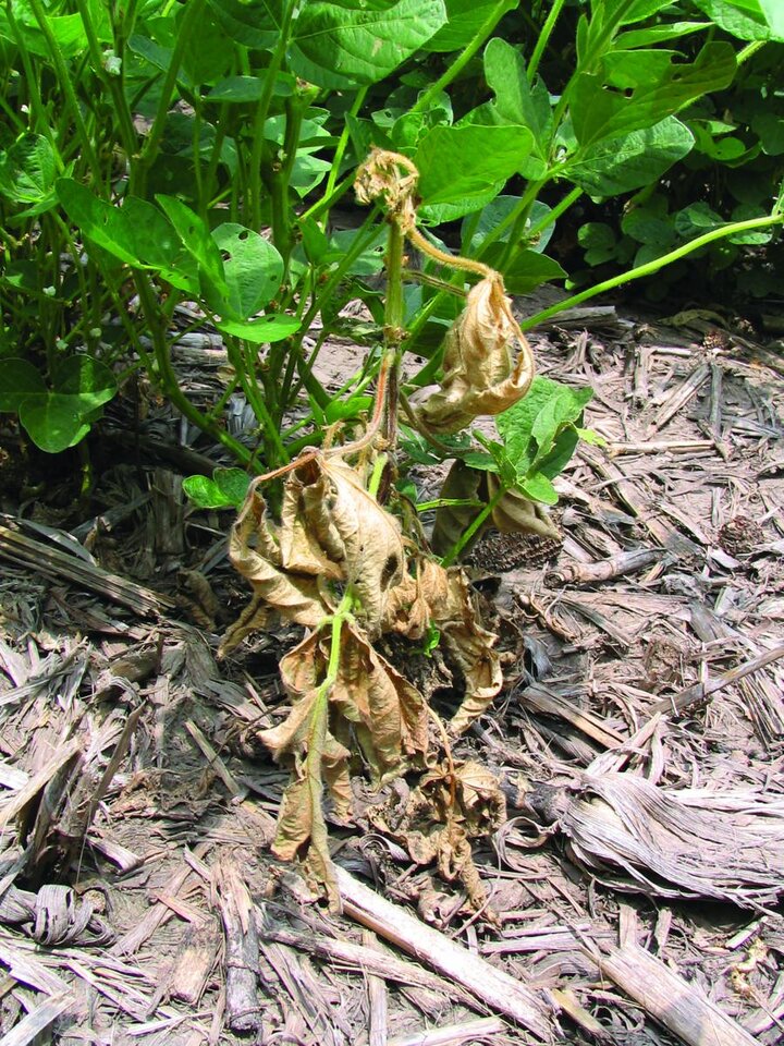 Phytophthora root and stem rot of soybean