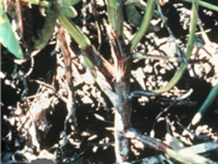 phytophthora in soybean