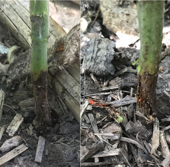 Soybean plant damage