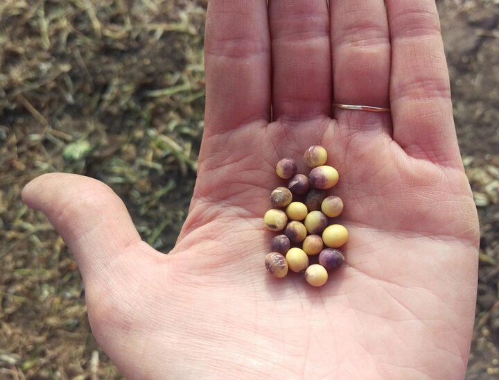 Purple seed stain on soybean