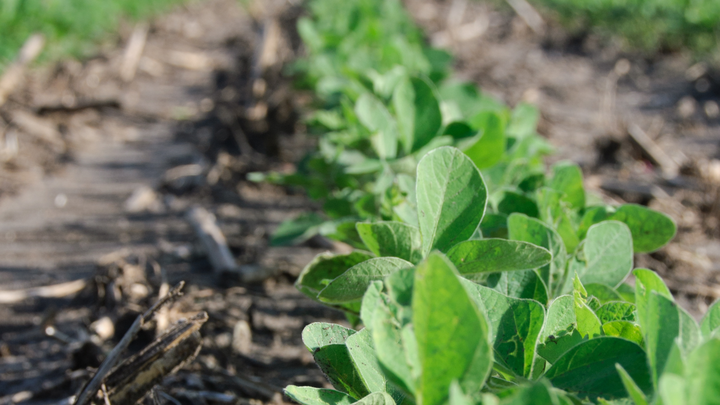 soybean field