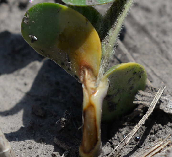 PPO-Inhibitor herbicide injury to soybean