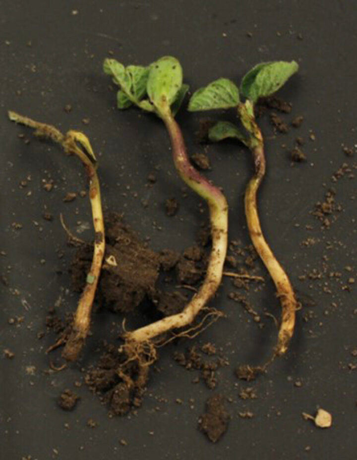 Soybean seedling exhibiting herbicide and disease damage