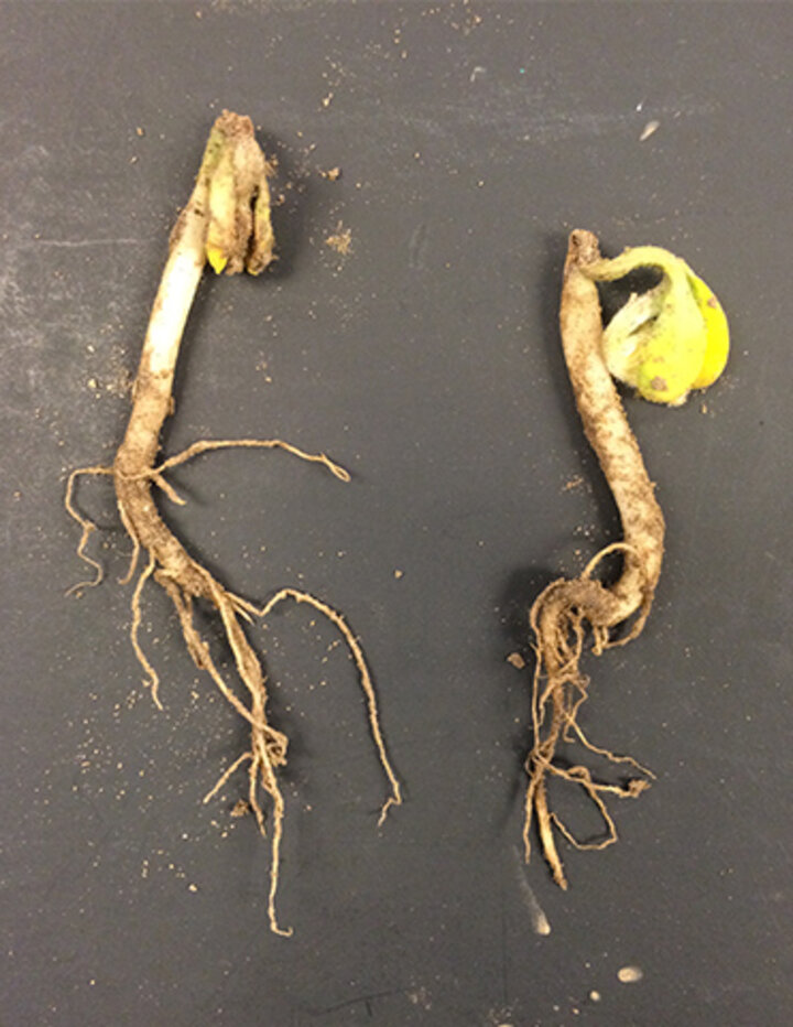 Soybean seeding with necrosis on Hypocotyl