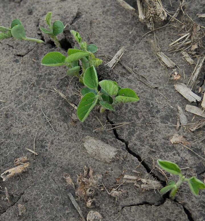 Soybean seedling