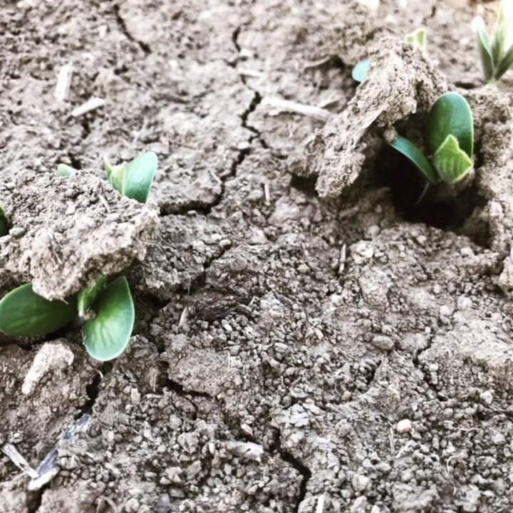 Soybean seedlings