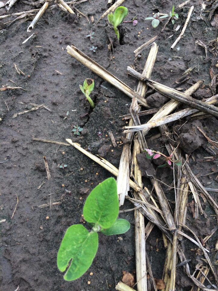 Soybean seedling showing poor vigor