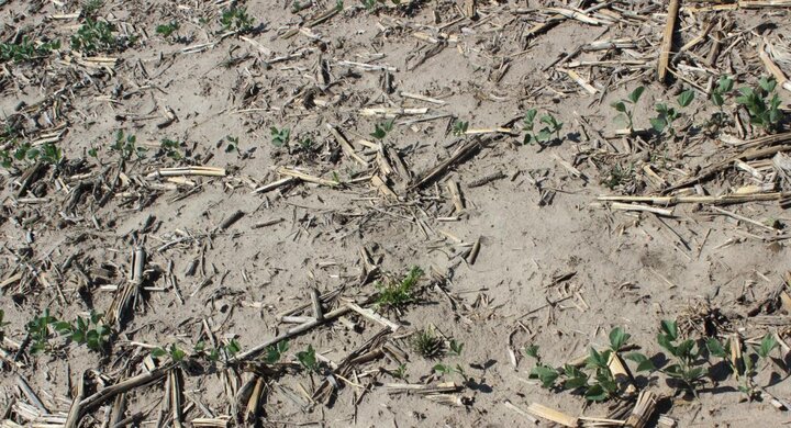 Poor soybean stand