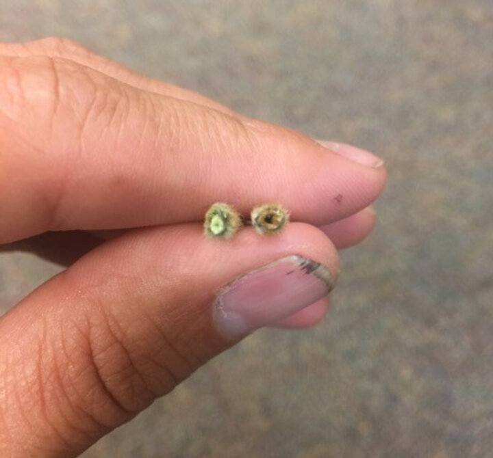 Soybean Stem damage comparison