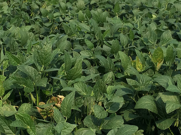 Sudden death syndrome in soybean