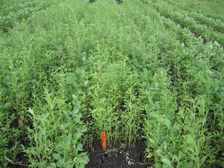 Soybean field without preemergence herbicide treatment