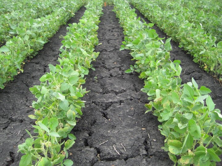 Soybean field with preemergence herbicide treatment