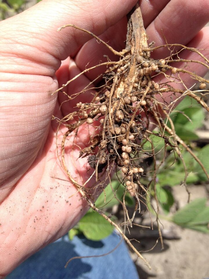 Well nodulated soybeans