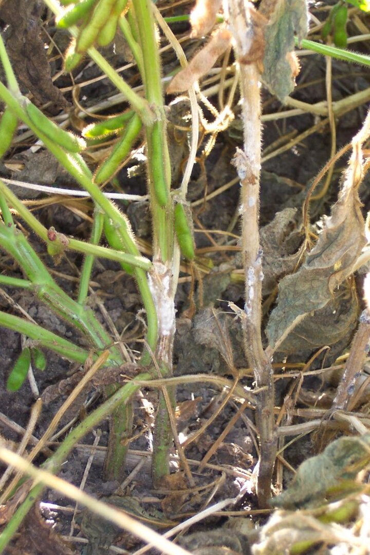 white mold symptom in soybean