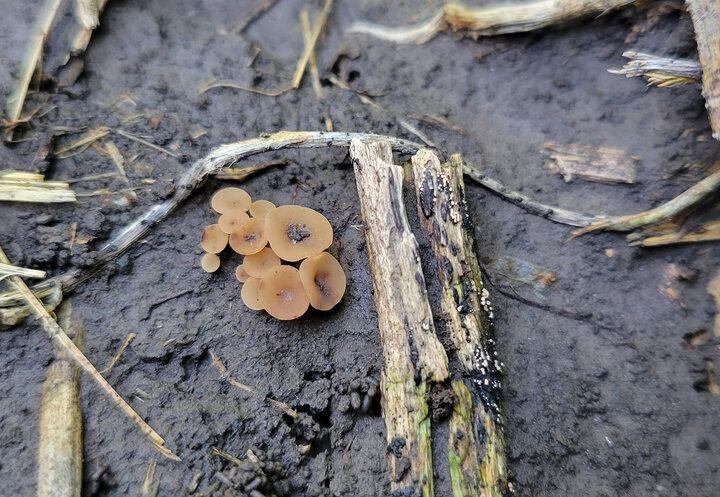 white mold structures in soybean field