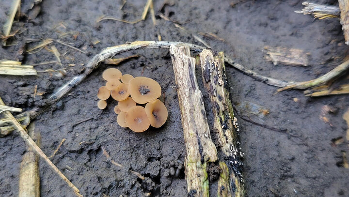 white mold structures in soybean field