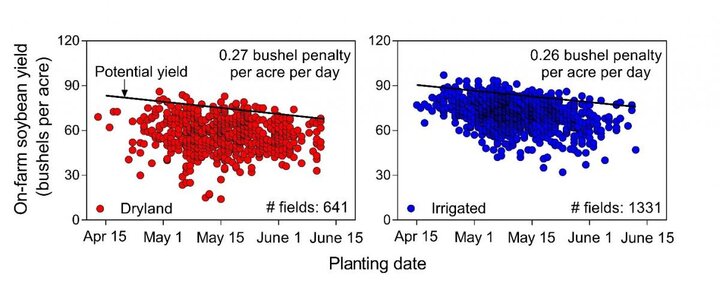 Chart showing soybean yield resposne to planting date in dryland and irrigated fields in Nebraska.