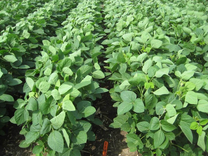 Soybean field treated with Sonic