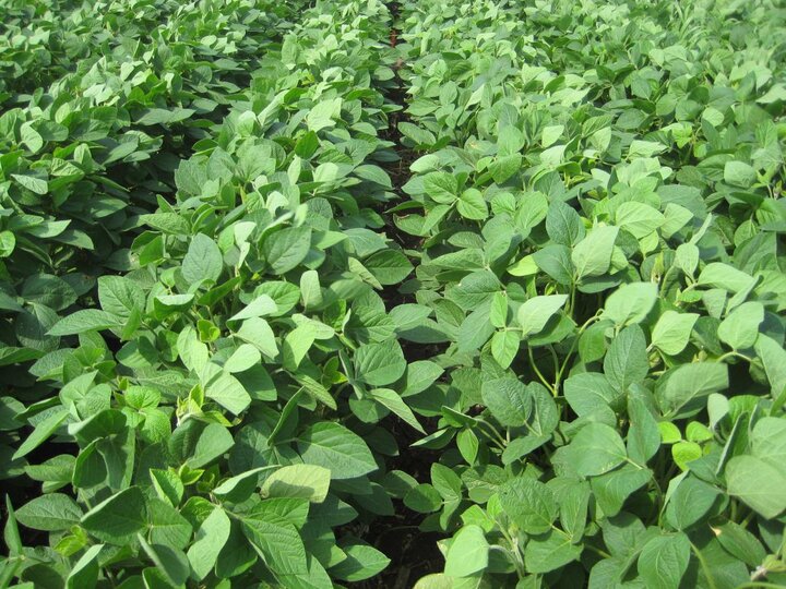 Soybean field treated with Zidua