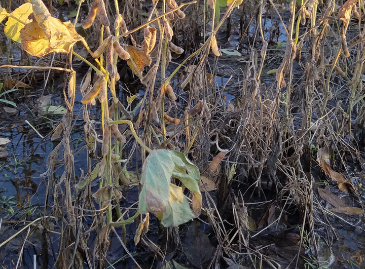 Late-season flooded soybean field in northeast Nebraska