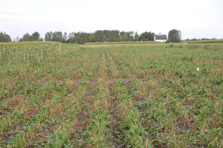 Sugar beet field damage after 2nd sequential hailstorm