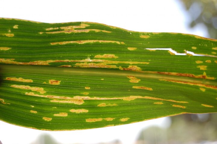 Lesions characteristic of bacterial streak of corn