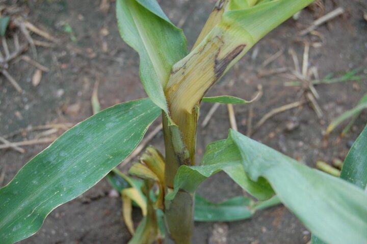 Bacterial stalk rot on corn