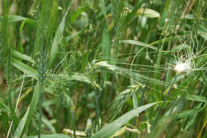 Freeze damage on heads of early-maturing wheat