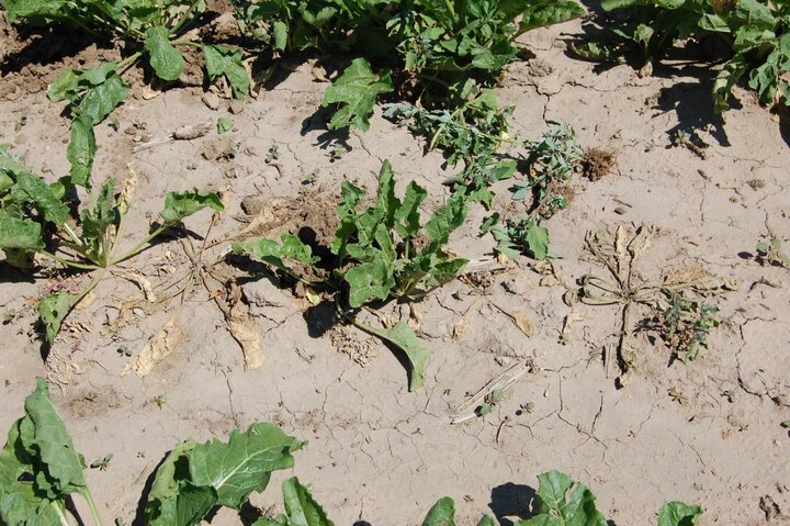 Early infection of sugar beet with Rhizoctonia root rot pathogen