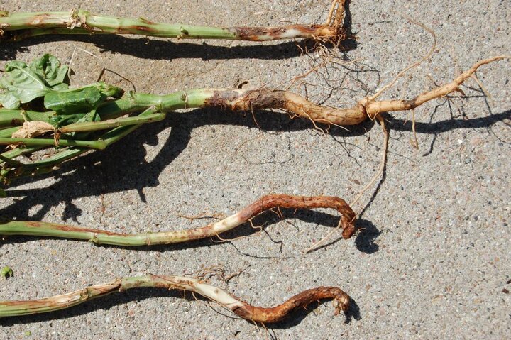 Root rot diseases on cowpea