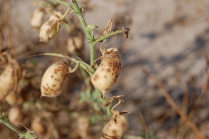 Ascochyta blight of chickpeas