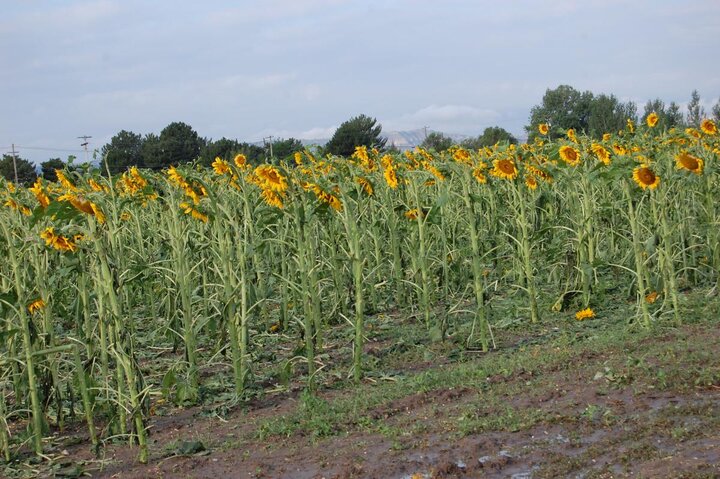 Sunflower field after 2nd sequential hailstorm