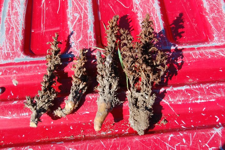 Dead Orobanche (broom rape) plants 