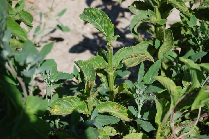 Rust of mint on a particular line of spearmint