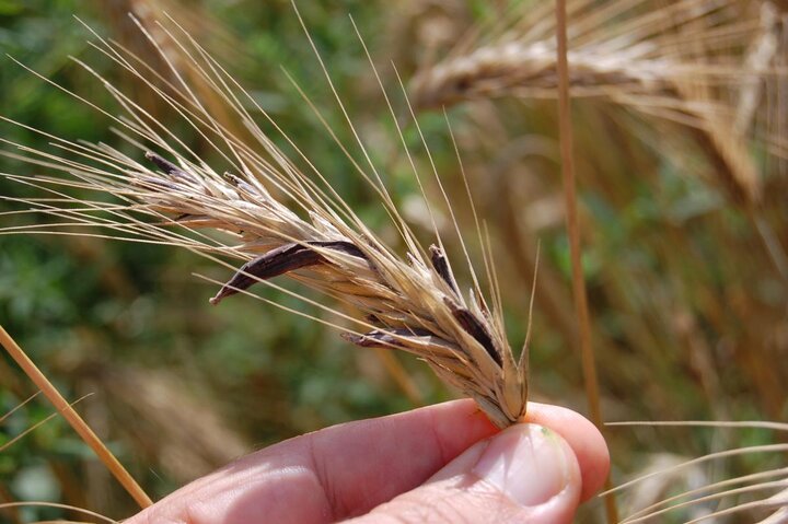 Ergot sclertotia on rye