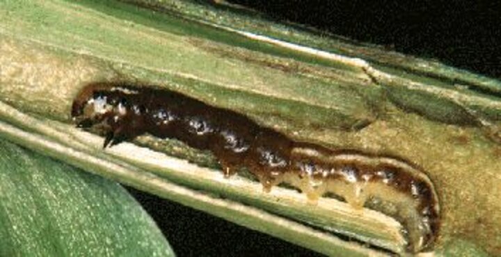 stalk borer larvae