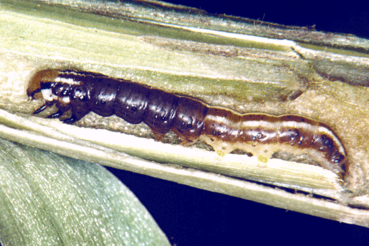 Stalk borer