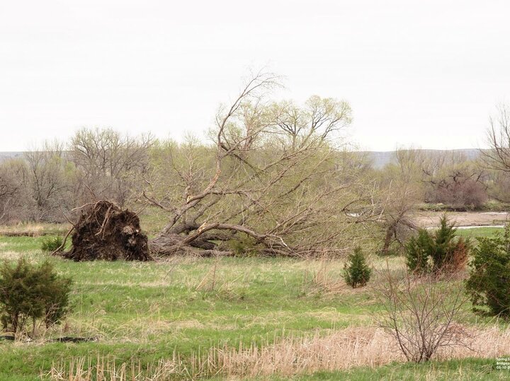 Tree down by high-wind storm