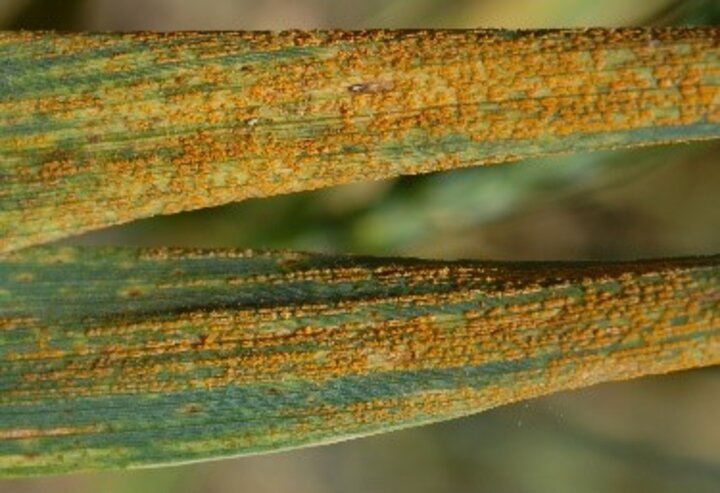 wheat stripe rust