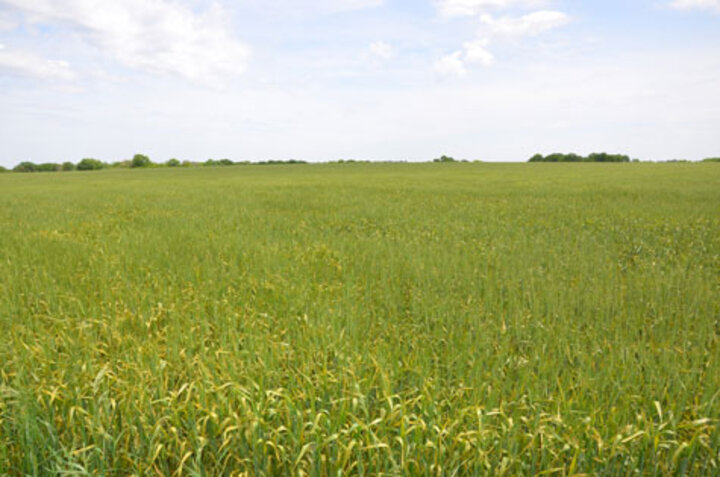 stripe rust in wheat