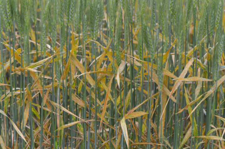 stripe rust in wheat