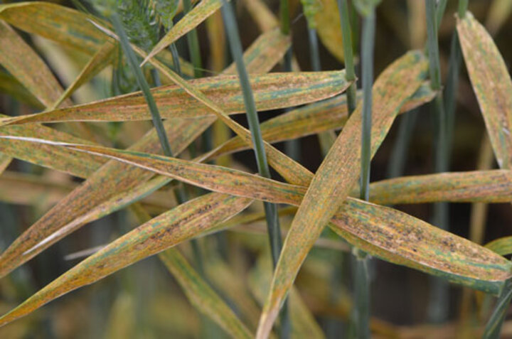 striped rust in wheat