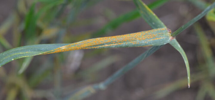 striped rust in wheat