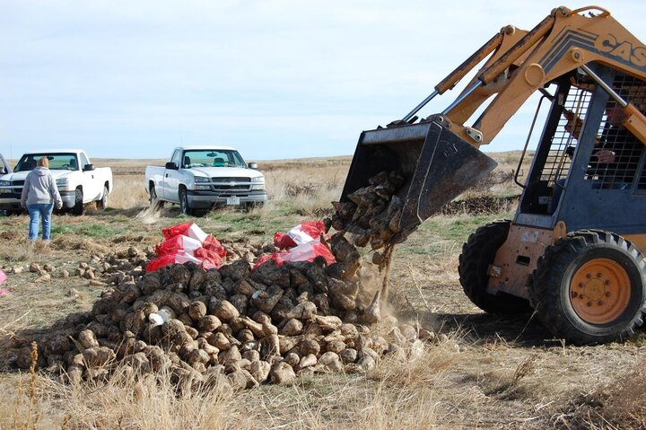 sugar beet storage study