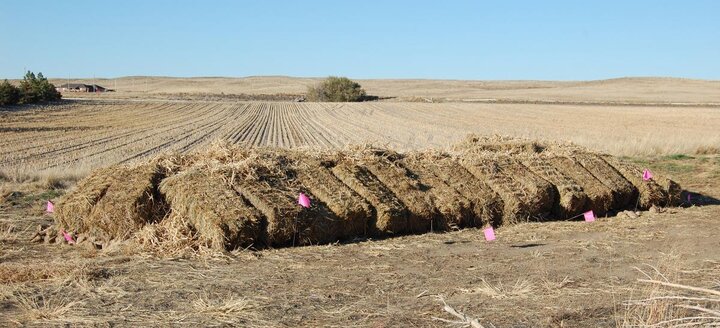 sacked sugar beets covered by straw