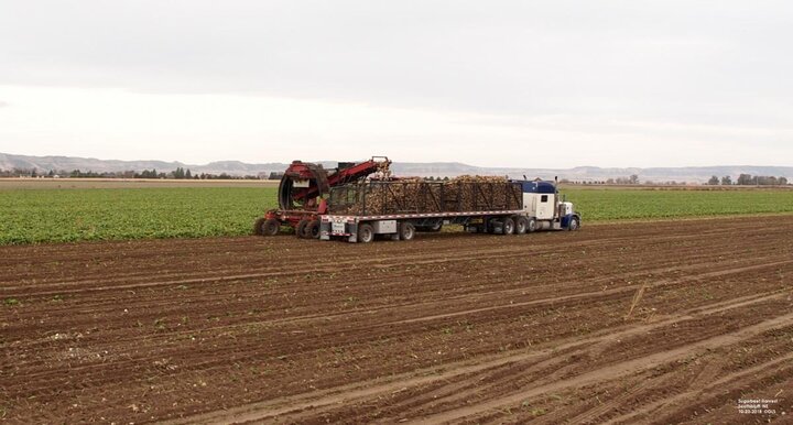 Sugarbeet harvest