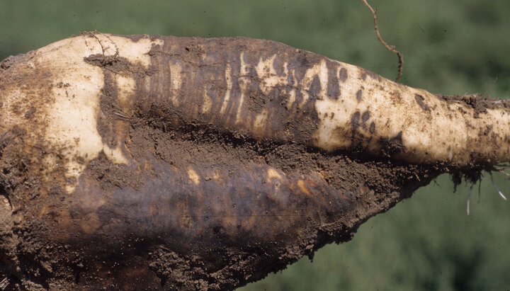 sugarbeet with rhizoctonia root rot